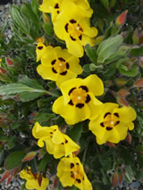 Cistus formosa (Halimium las.)