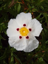 Cistus x lusitanicus 