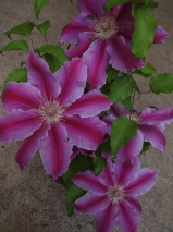 Clematis patens 'Doctor Ruppel'