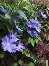 Clematis patens 'H. F. Young'