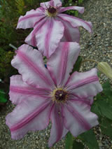 Clematis  'John Warren'