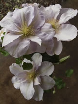 Clematis lanuginosa 'Louise Rowe'