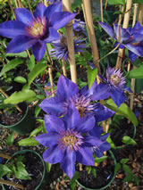 Clematis patens 'Multiblue'