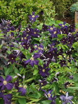 Clematis x jackmanni  'Romantika'