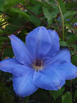 Clematis  'W.E. Gladstone'