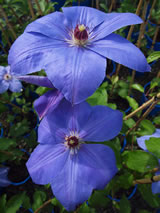 Clematis  'W.E. Gladstone'