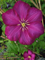 Clematis 'Ville de Lyon' Clematis 'Ville de Lyon'