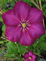 Clematis  'Ville de Lyon'