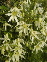 Clematis forsteri 