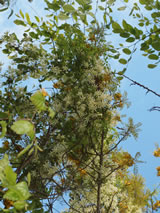 Clematis forsteri 