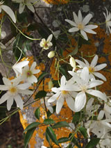 Clematis paniculata 
