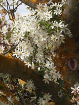 Clematis paniculata 