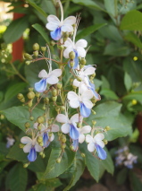 Clerodendrum ugandense 