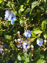 Clerodendrum ugandense 