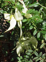 Clianthus puniceus 'Albus'