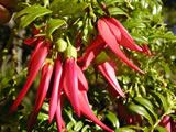 Clianthus maximus 