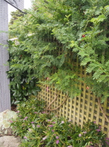 Clianthus maximus 