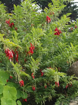 Clianthus maximus 