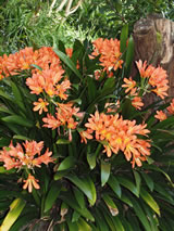 Clivia miniata miniata