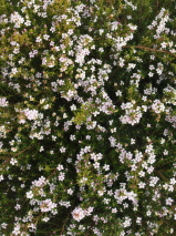 Coleonema pulchrum 'Compactum'