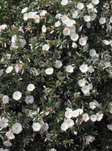 Convolvulus cneorum 