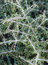 Coprosma  'Wharariki Beach'
