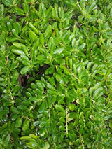 Coprosma repens 'Prostrata'