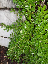 Coprosma repens 'Prostrata'