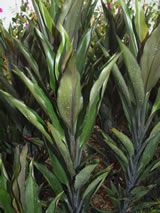 Cordyline terminalis 'Nigra'