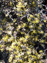 Corokia cotoneaster 'North Cape'