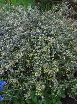 Corokia cotoneaster 'North Cape'