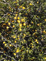 Corokia x virgata 'Yellow Wonder'