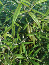 Corokia buddleoides 