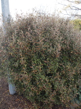 Corokia buddleoides 