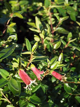 Correa hybrid 'Dusky Bells'