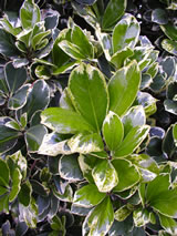 Corynocarpus laevigatus 'Alba Variegatus'