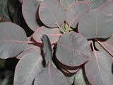Cotinus coggygria Foliis purpureis
