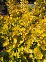 Cotinus coggygria 'Golden Spirit'