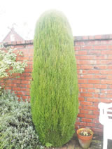 Cupressus sempervirens 'Gracilis'