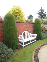 Cupressus sempervirens 'Gracilis'