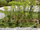 Cyperus papyrus 