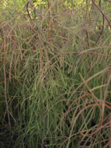 Dacrydium cupressinum. Dacrydium cupressinum.