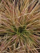 Deschampsia caespitosa 'Daybreak'