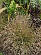 Deschampsia caespitosa 'Daybreak'