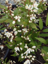 Deutzia crenata 'Nikko'