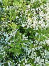 Deutzia crenata 'Nikko'