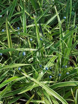 Dianella intermedia 'Margaret Pringle'