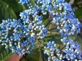 xDidrangea versicolor 