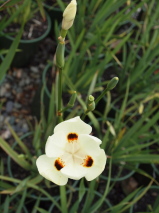 Dietes bicolour 