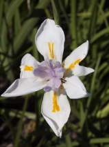 Dietes grandiflora 